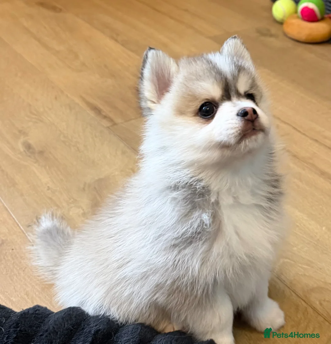 Pomsky dogs for sale: Stunning  **  Pomsky babies in Thetford - Advert 6