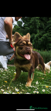 French Bulldog dogs in Bath - Advert 7