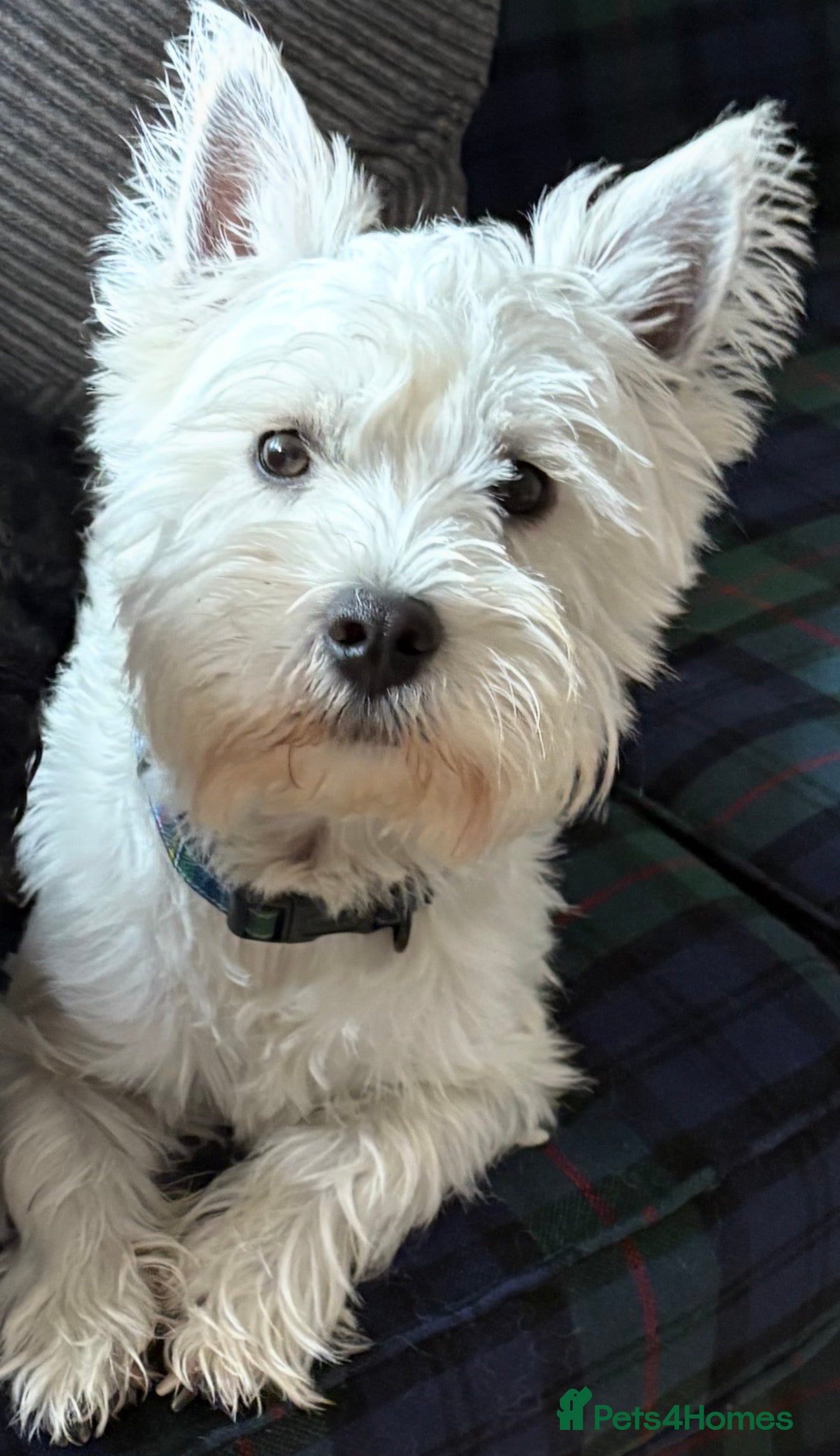 West Highland Terrier dogs Westie for stud  - Advert 9