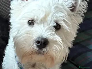 West Highland Terrier dogs Westie for stud - Advert 1