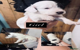 Cockapoo dogs for sale: Beautiful f2 cockapoo puppies - Image 2