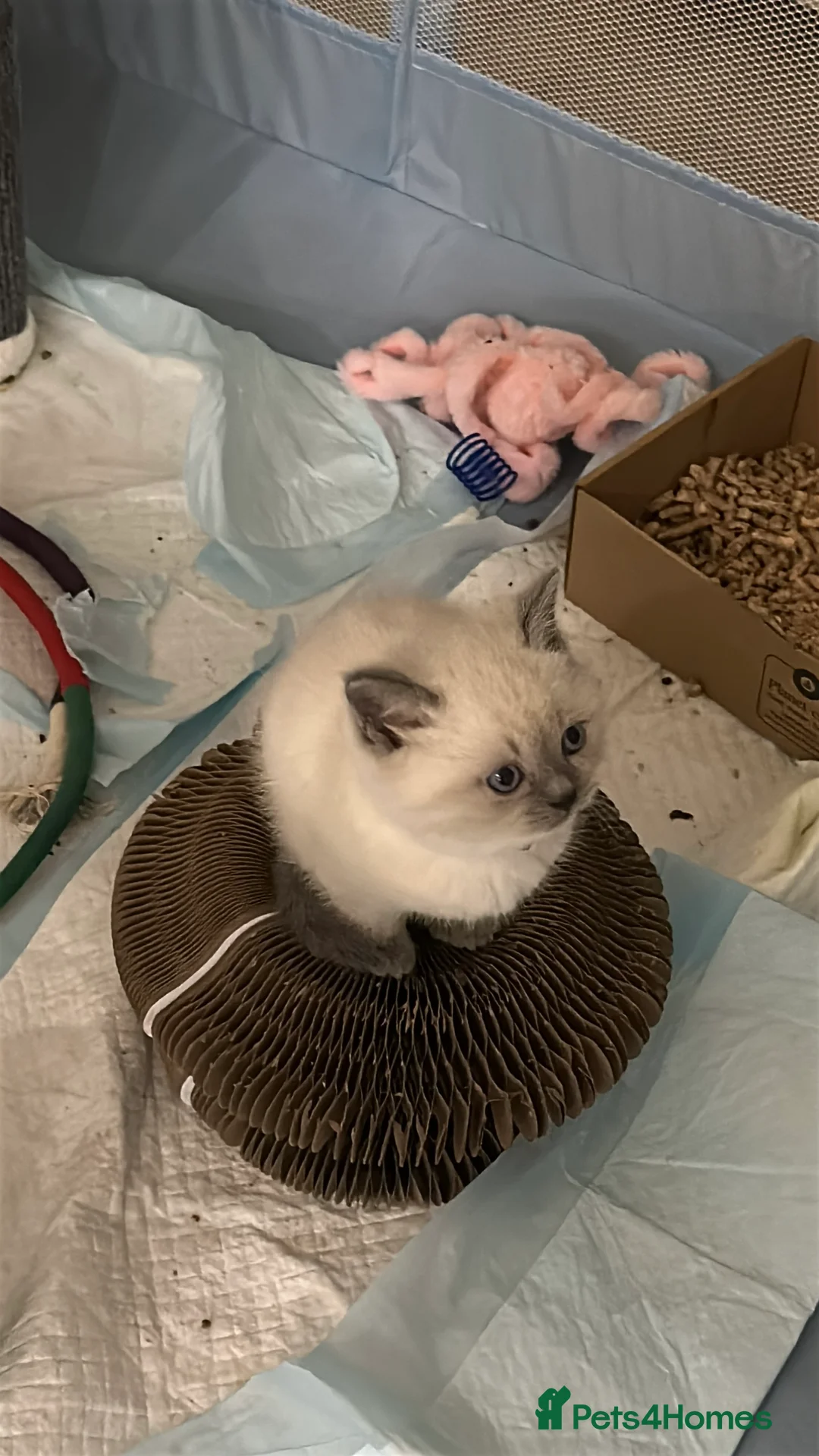 Mixed Breed cats for sale: Beautiful Ragdoll x BSH Kittens – 4 Available - Advert 14
