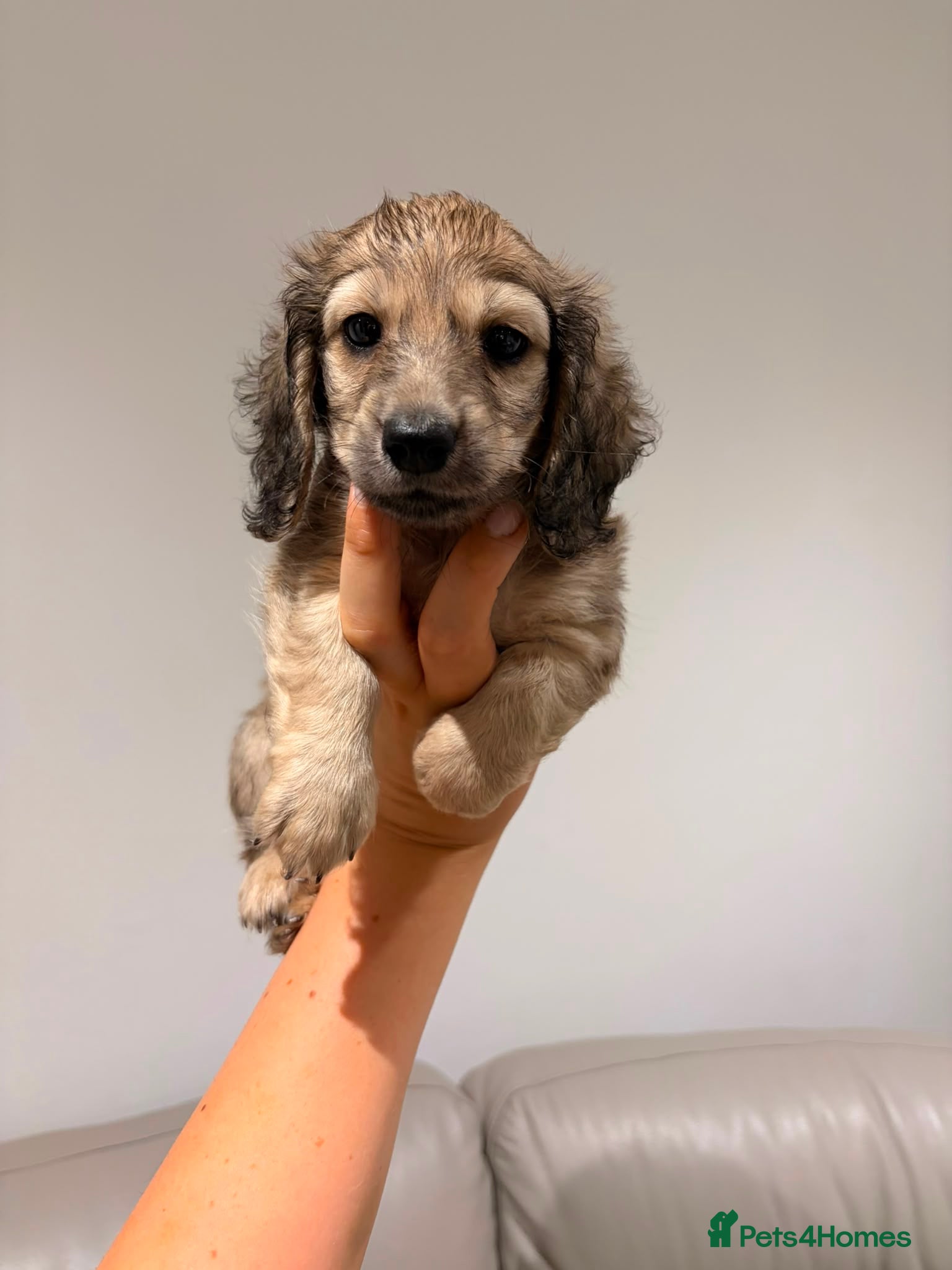 Miniature Dachshund dogs Quality cream mini dachshunds - Advert 1
