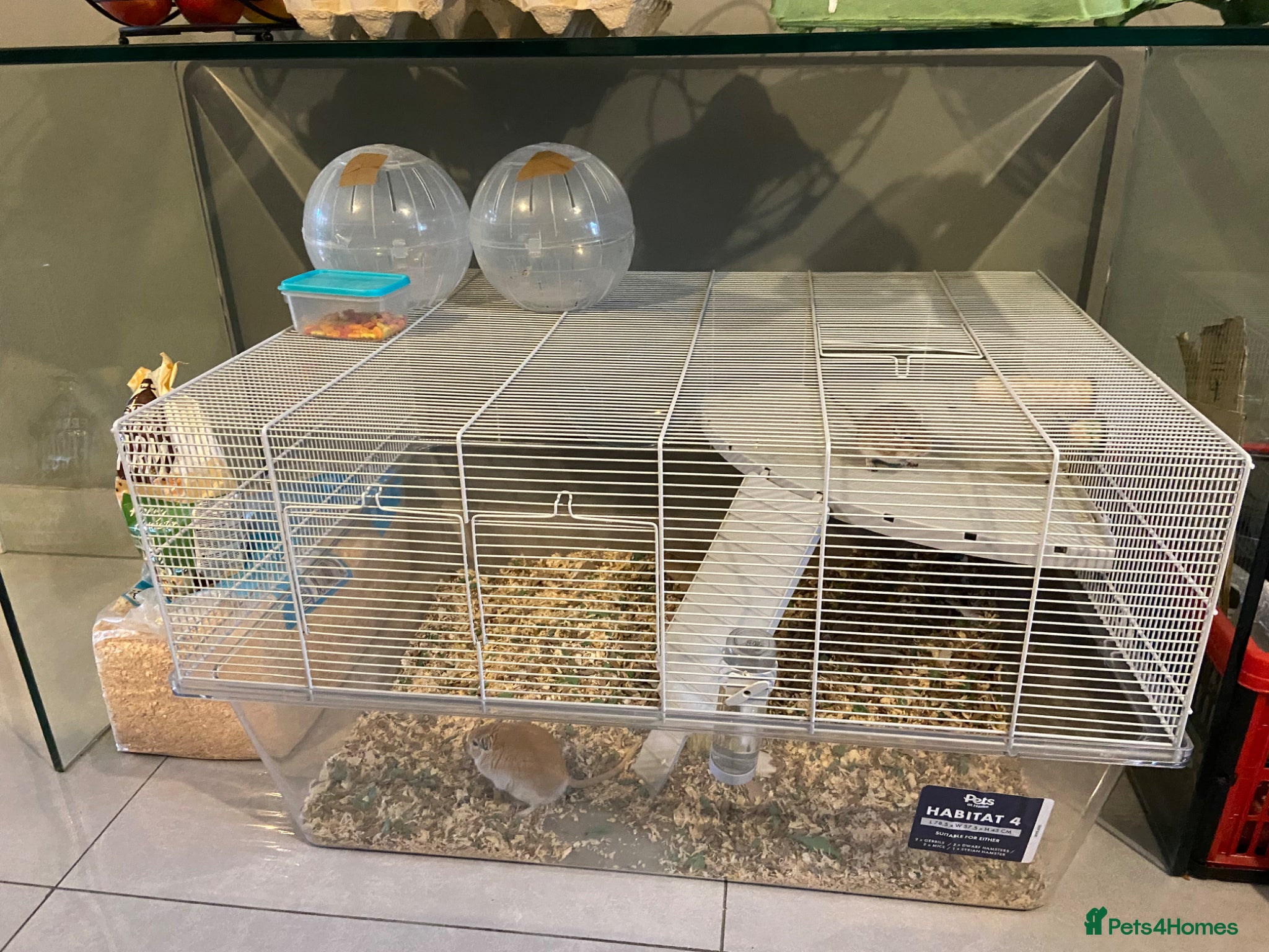 Gerbil rodents Gerbils  - Advert 12