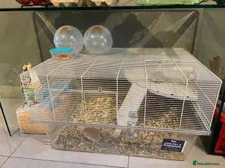 Gerbil rodents Gerbils - Advert 12