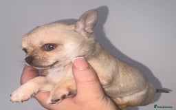 Chihuahua dogs for sale: Chihuahua boy - Image 2