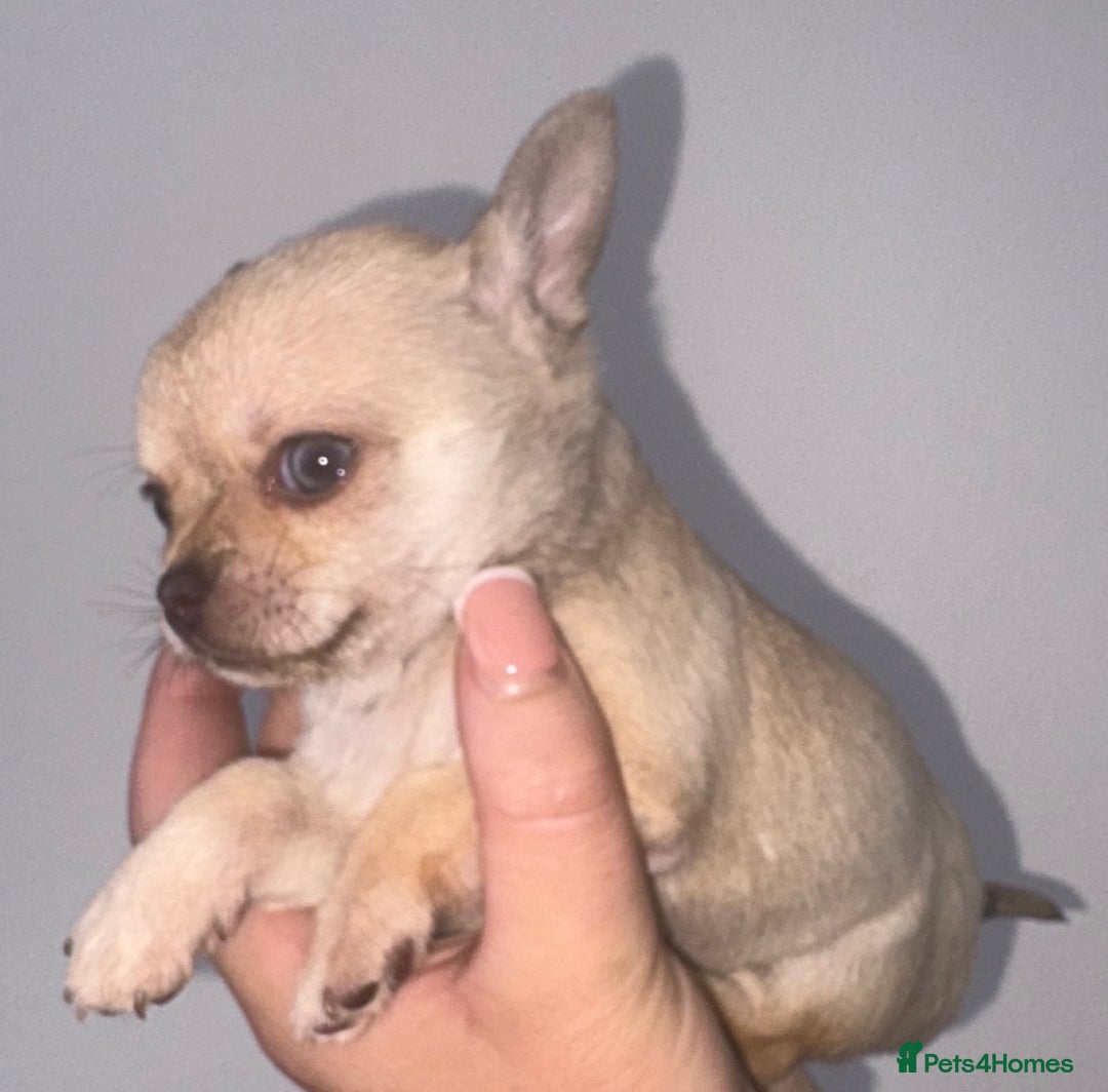 Chihuahua dogs for sale: Chihuahua boy - Image 2