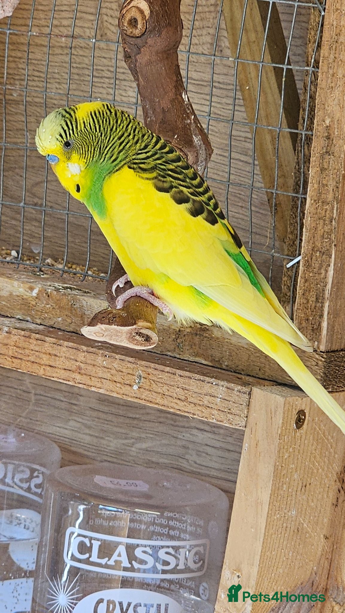 Budgerigars birds Budgie - Advert 2