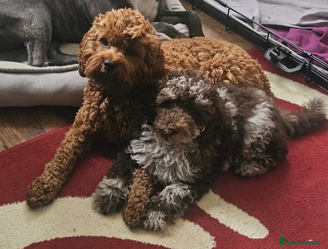 Toy Poodle dogs for stud: Chocolate merle toy poodle Stud - Image 4