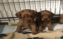 Cockapoo dogs for sale: Stunning Toy cockapoo puppies  - Image 8