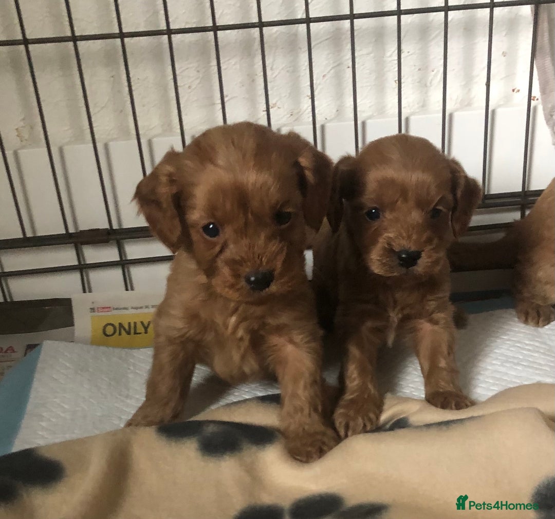 Cockapoo dogs for sale: Stunning Toy cockapoo puppies  - Image 8