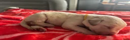 Labrador Retriever dogs for sale: Labrador puppies. PLEASE READ DESCRIPTION.  - Advert 2