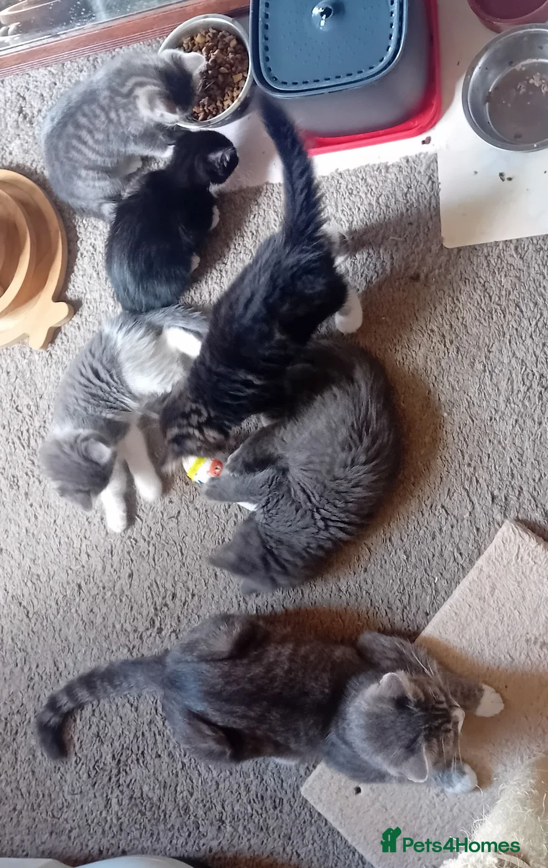 Mixed Breed cats for sale: Kittens  in Telford - Advert 18