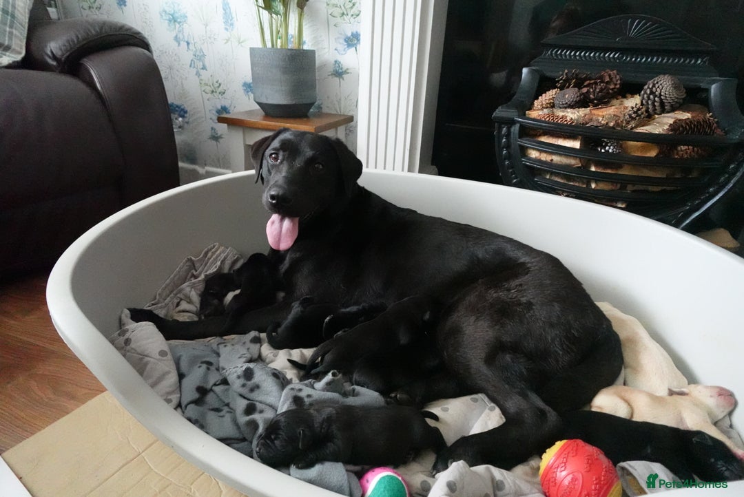 Labrador Retriever dogs for sale: 9 Beautiful Labrador Puppies For Sale  - Image 38