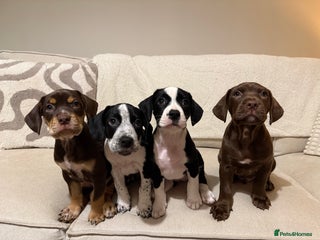 Mixed Breed dogs Cockerbull’s - Advert 1