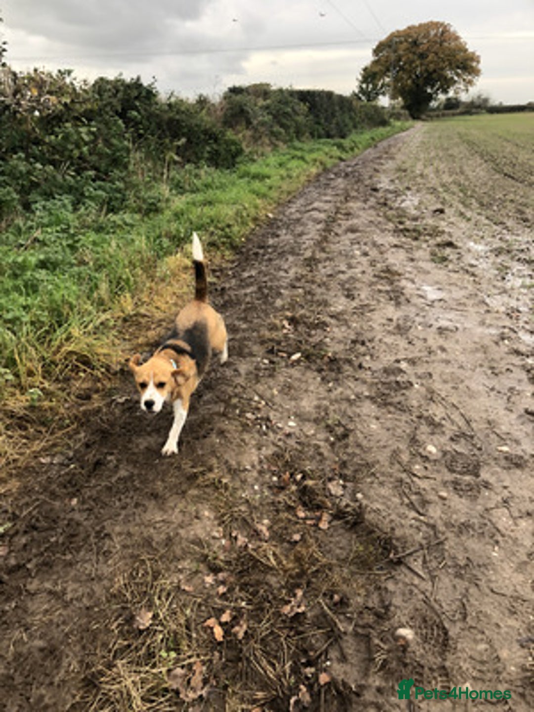 Beagle dogs for sale: Energetic Beagle - Advert 4