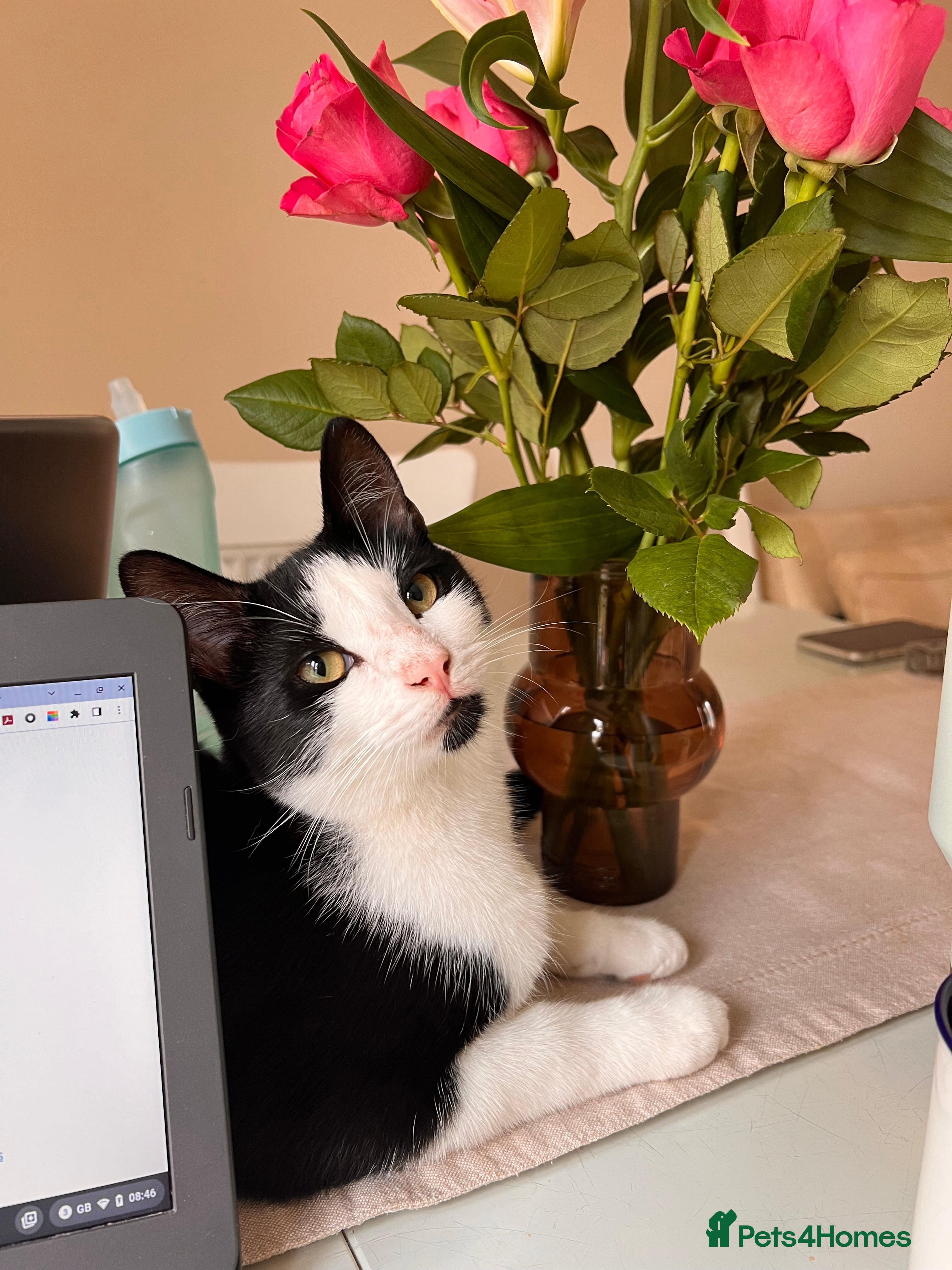 Domestic Shorthair cats Tabby Cat - Advert 17