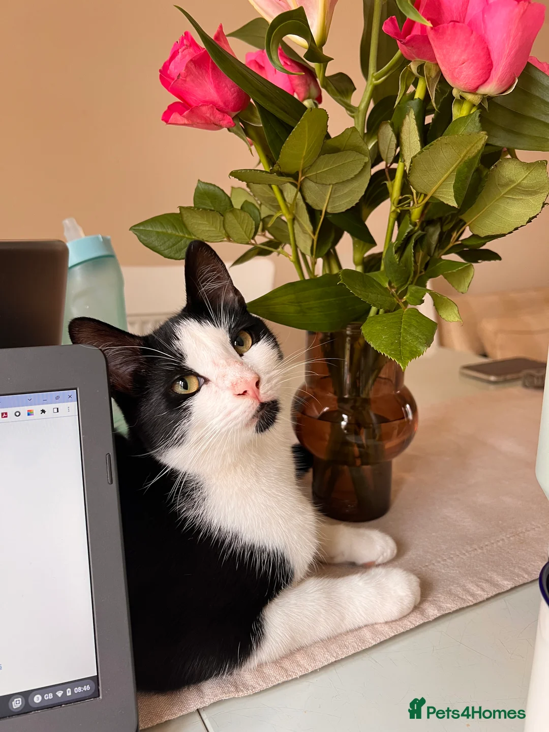 Domestic Shorthair cats for sale: Tabby Cat - Advert 1