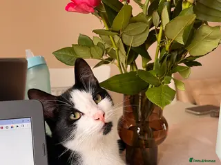 Domestic Shorthair cats Tabby Cat - Advert 2