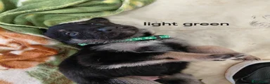 German Shepherd Pup light green collar