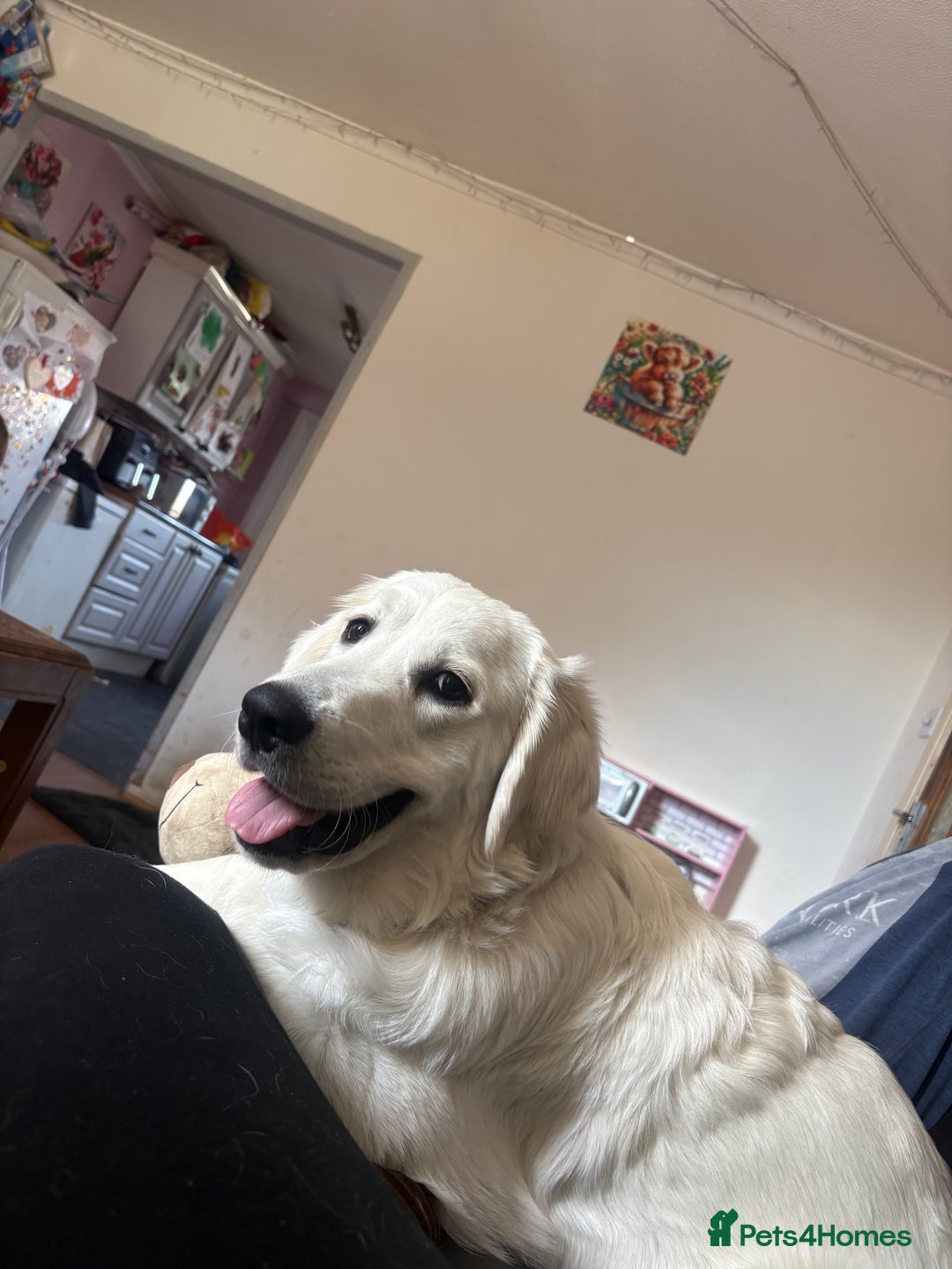 Golden Retriever dogs for sale: Golden retriever Stanley 14 months old - Advert 7