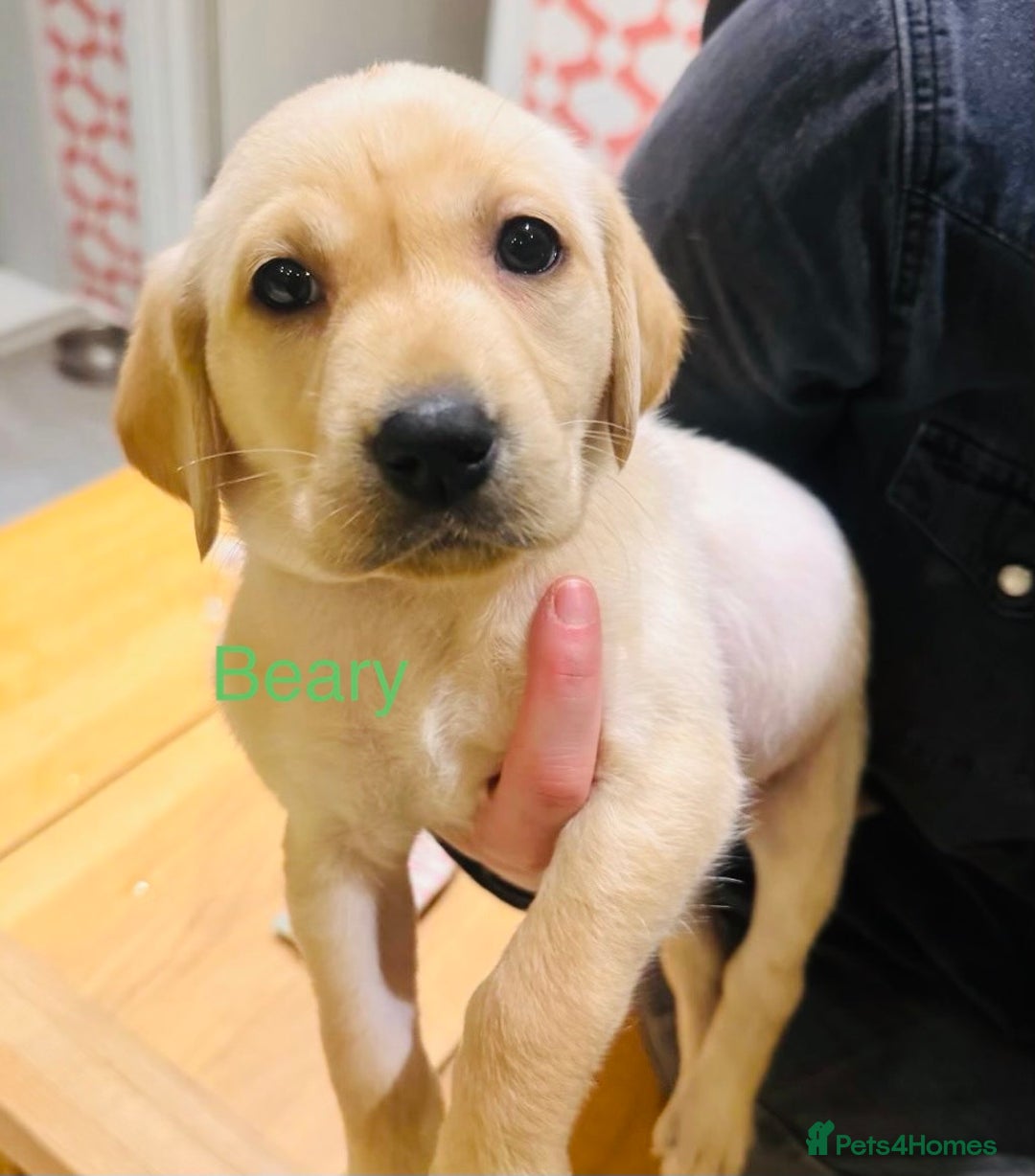 Labrador Retriever dogs for sale: Only 2 golden girls left! Ready for forever homes! - Advert 9