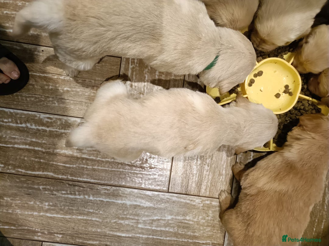 Golden Retriever dogs for sale: Amazing puppies  - Advert 6