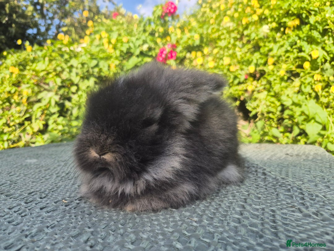 Angora rabbits for sale: 😍Large Angora babies- parents imported from 🇫🇷  - Image 17