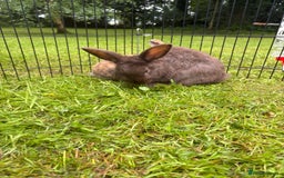 Mini Lion Lop rabbits for sale: Super friendly and loving babies - Image 2