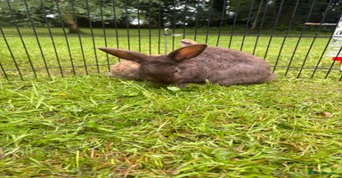 Mini Lion Lop rabbits - Advert 6
