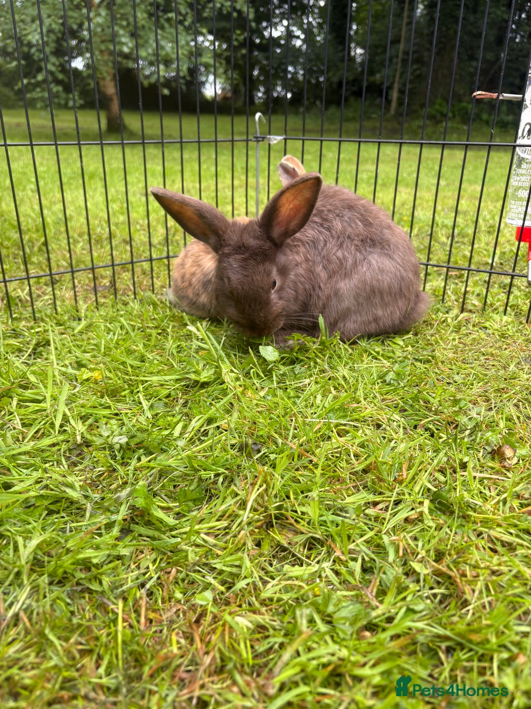 Mini Lion Lop rabbits for sale: Super friendly and loving babies - Image 2