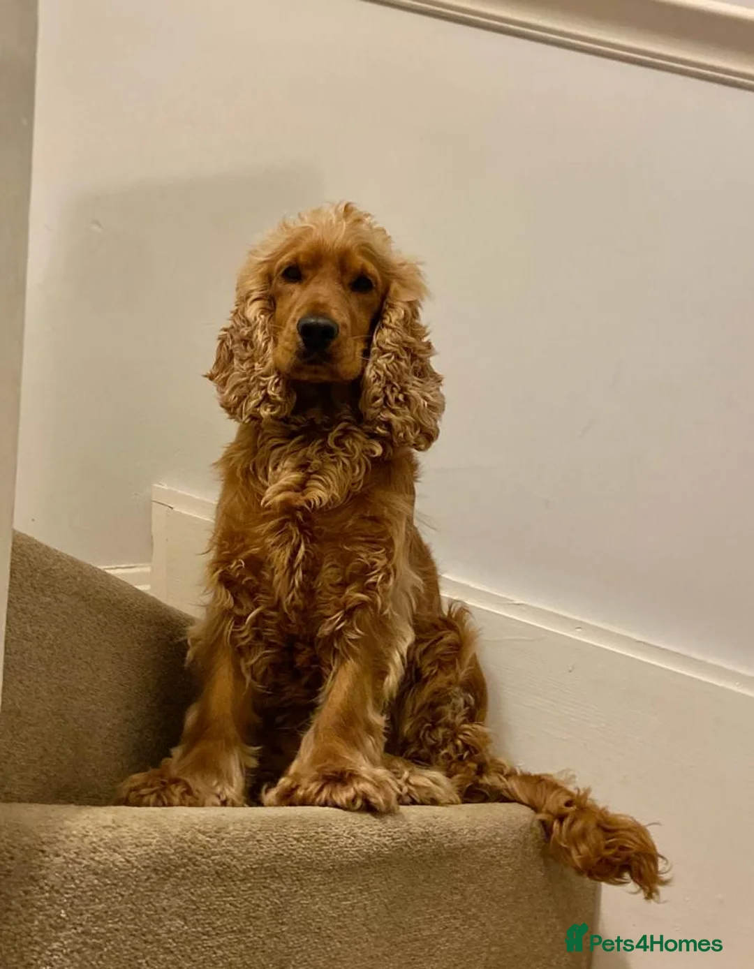 Cocker Spaniel dogs for stud: Cocker Spaniel For Stud in Liverpool - Advert 5