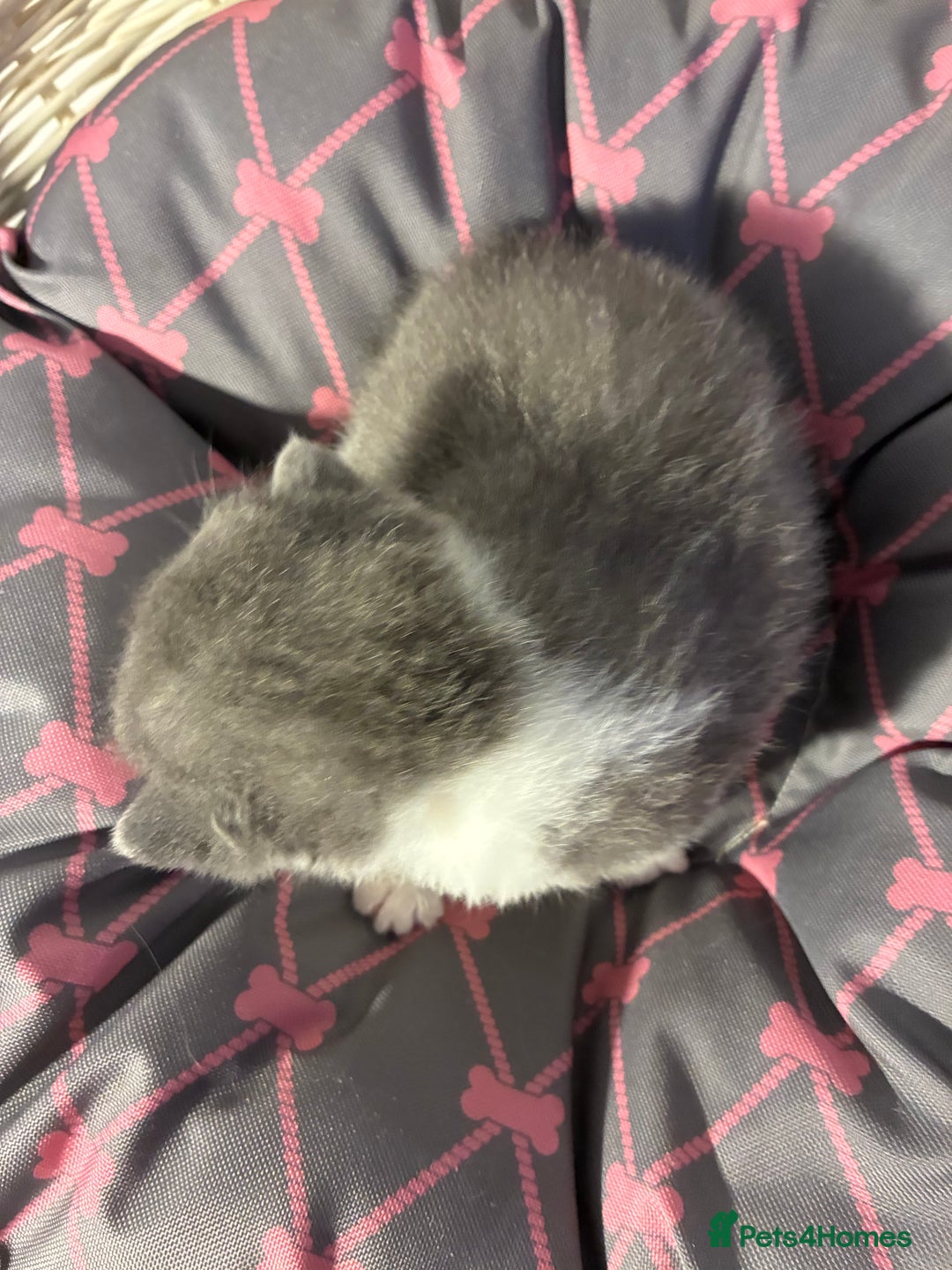 British Shorthair cats for sale: 5 BSH TICA REGISTERED KITTENS - Advert 27