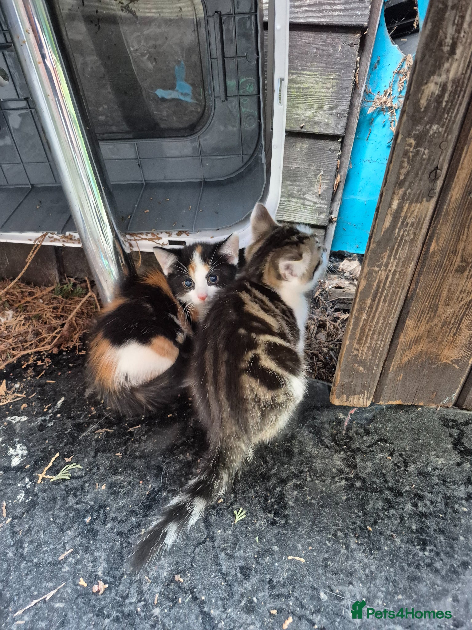 Mixed Breed cats Kittens for adoption - Advert 1