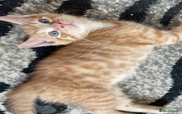 Domestic Shorthair cats for sale: **READY NOW** kittens - Image 4