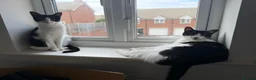 Domestic Shorthair cats for sale: Pair of Tuxedos (2 years old) - Advert 6