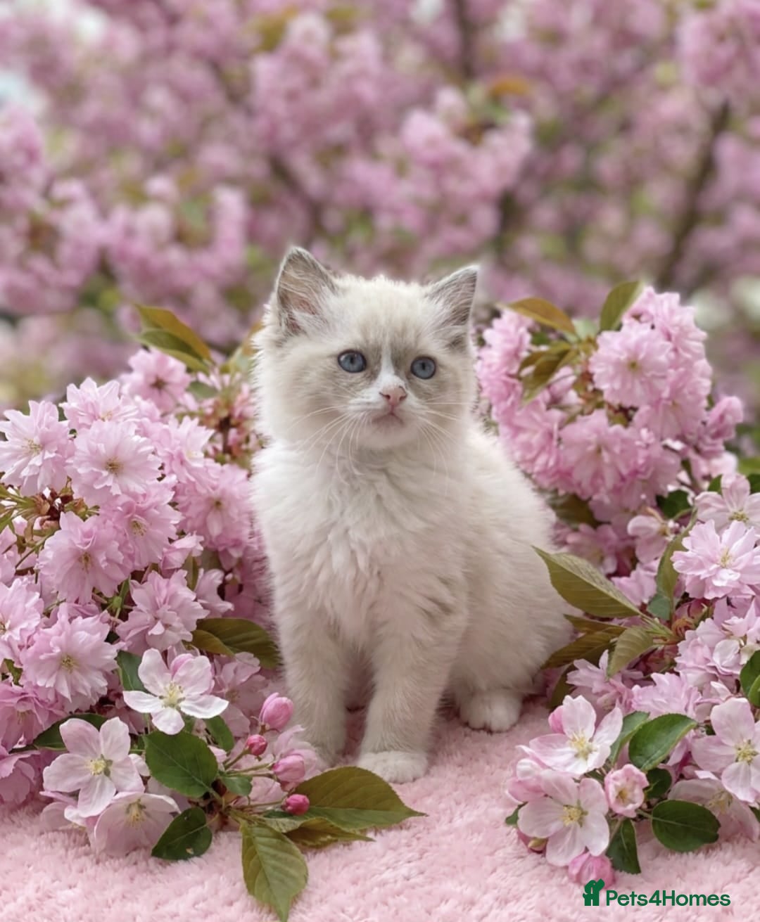 Ragdoll cats Beautiful Ragdoll kittens - Advert 2