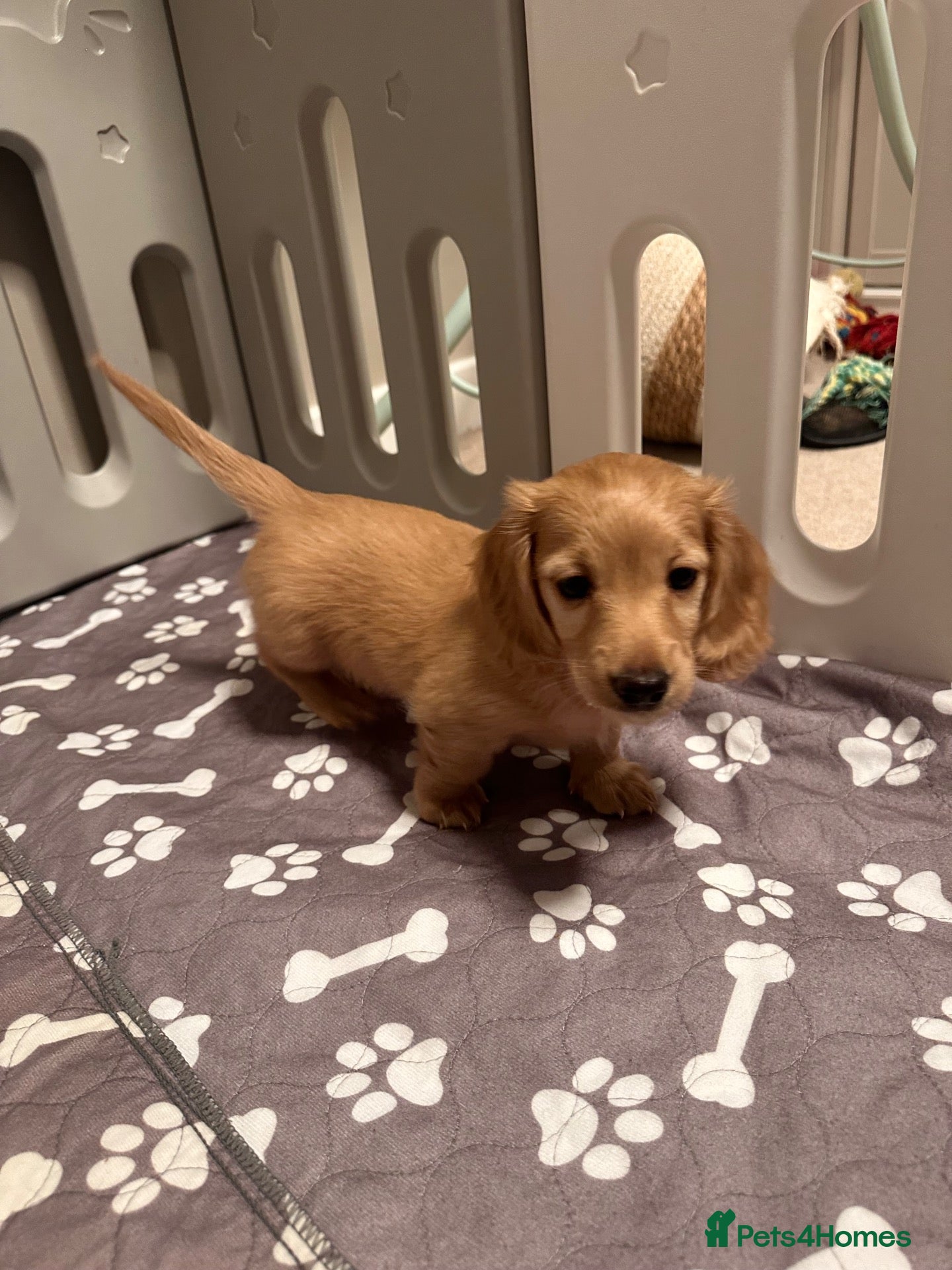 Miniature Dachshund dogs Last boy left ready Tuesday long haired mini  - Advert 2