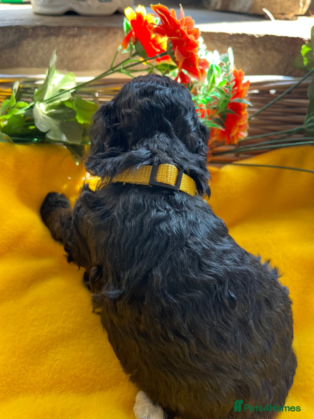 Miniature Poodle dogs for sale: KC Activity registered miniature poodles - Image 2