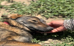 Mixed Breed dogs for adoption: LOTTIE - a Lovely girl for a Loving Home - Image 1