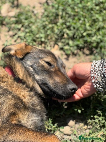 LOTTIE - a Lovely girl for a Loving Home