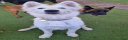 White Swiss Shepherd dogs for sale: Stunning female - Advert 5