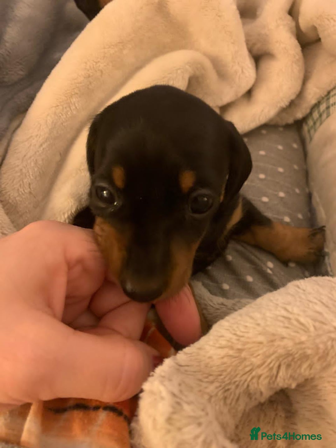 Miniature Dachshund dogs for sale: Our Little Dachshund Family - Advert 5
