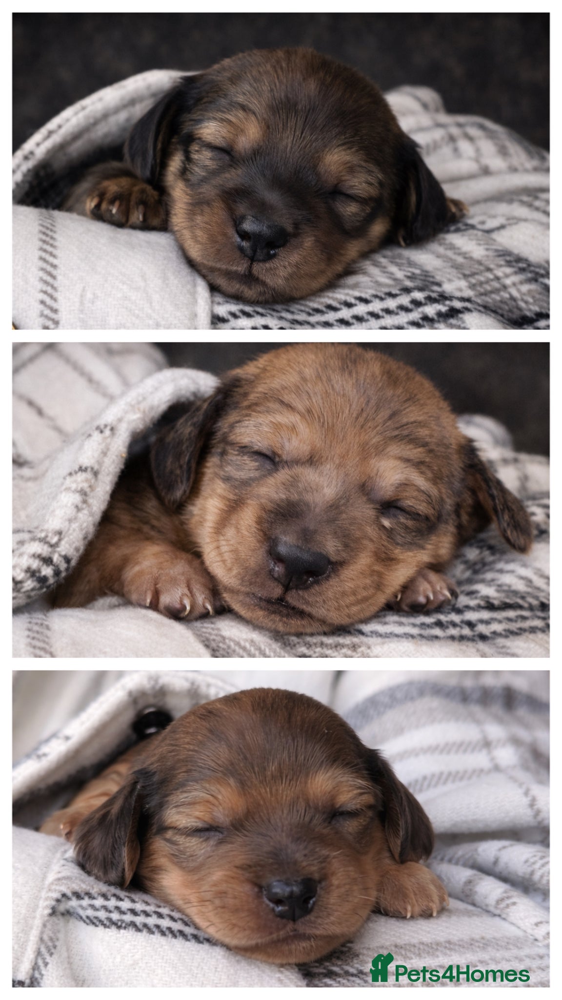 Miniature Dachshund dogs Stunning Miniature Dachshund Puppies  - Advert 2