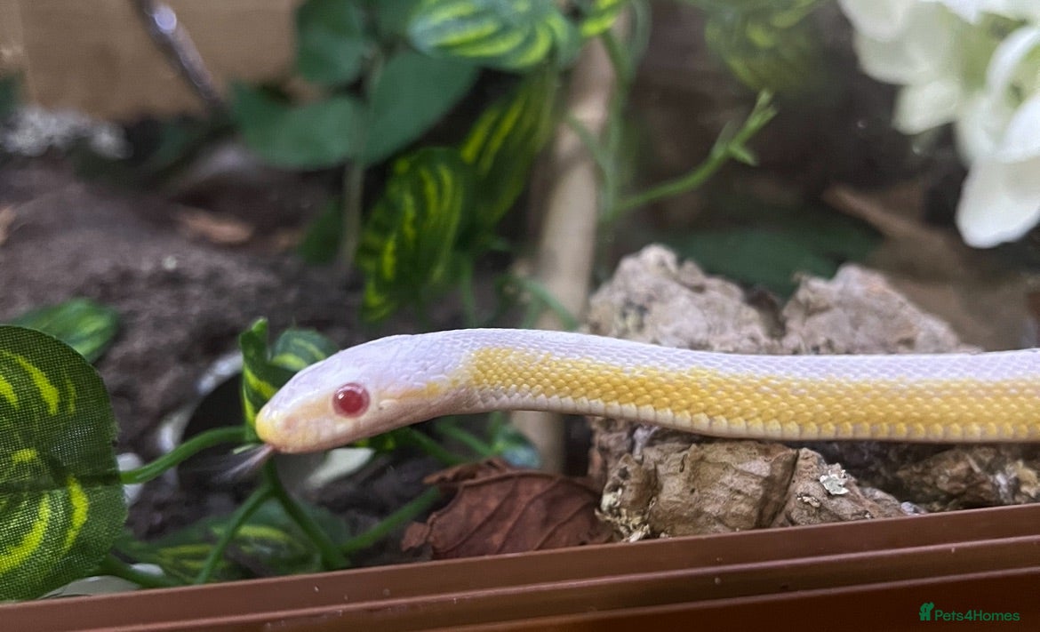 Corn Snake reptiles Male Snow Stripe 66% Het Lavender  - Advert 1