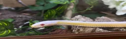 Corn Snake reptiles for sale: Male Snow Stripe 66% Het Lavender  - Advert 1