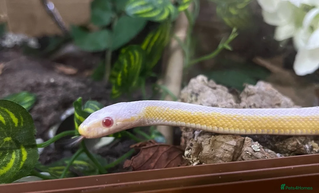 Corn Snake reptiles for sale: Male Snow Stripe 66% Het Lavender  - Advert 1