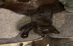Mixed Breed cats for sale: 5 beautiful mix bread ragdoll fluffy kittens  - Image 8