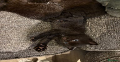 Mixed Breed cats - Advert 2