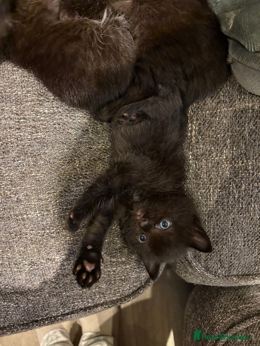 Mixed Breed cats for sale: 5 beautiful mix bread ragdoll fluffy kittens  - Image 8